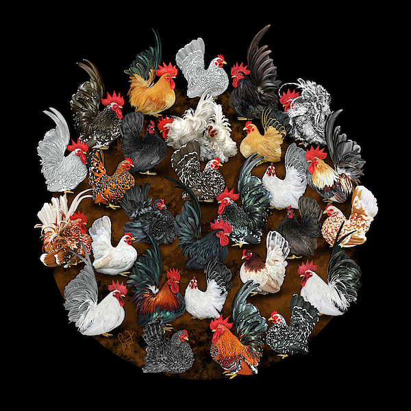 Chabo Mosh Pit Round by Sigrid Van Dort Chabo Mosh Pit Round by Sigrid Van Dort