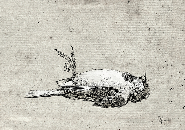 Dead young sparrow by Sigrid Van Dort Dead young sparrow by Sigrid Van Dort